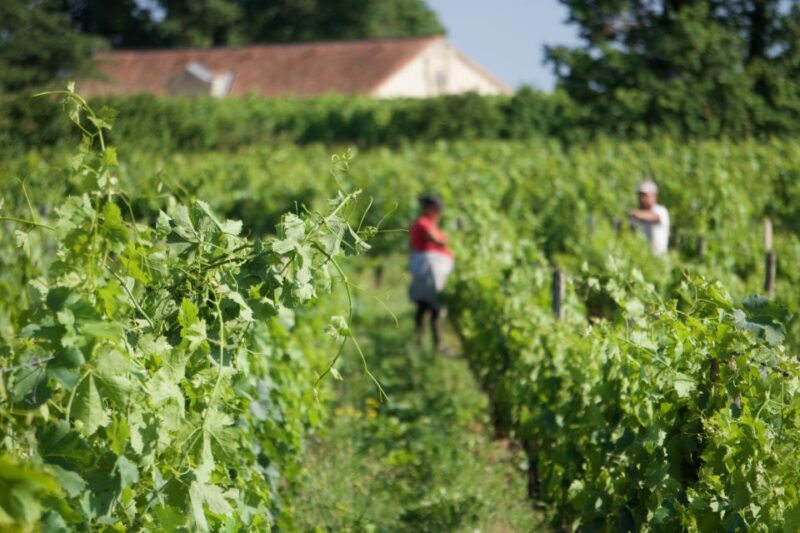 Saint-Emilion: Full-Day Tour With Tasting & Buffet Lunch - Medieval Town
