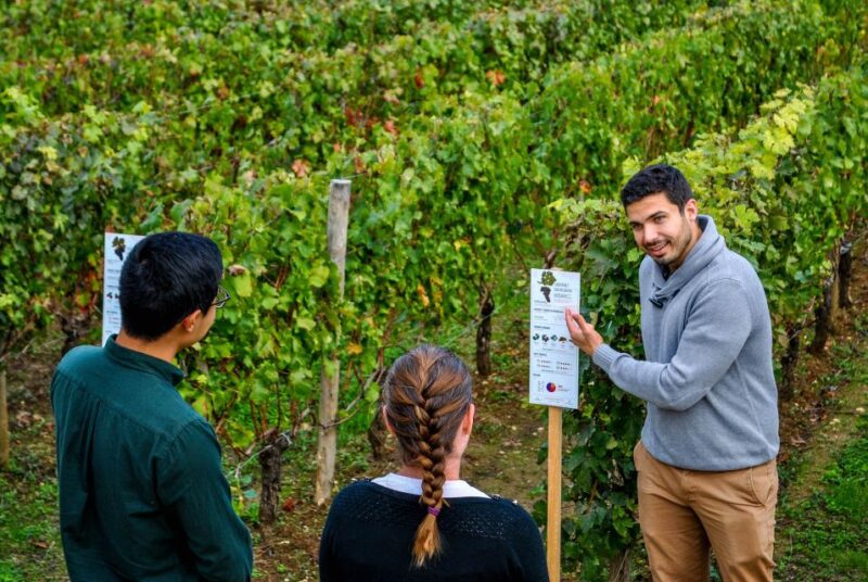 Saint-Émilion: Grand Cru Classé Winery Visit and Tasting - Reviews and Ratings