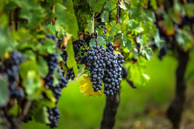 Saint Emilion Half-Day Trip With Wine Tasting & Winery Visit From Bordeaux - Tour Duration and Requirements