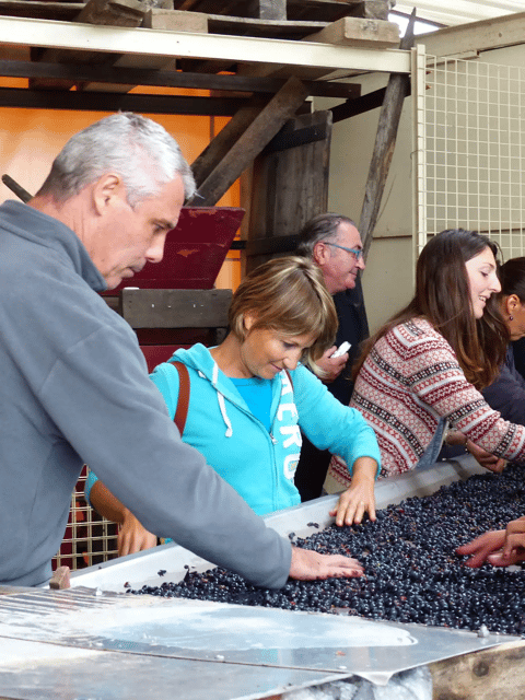 Saint-Emilion: Tasting of 4 Wines in a Family Vineyard - Frequently Asked Questions