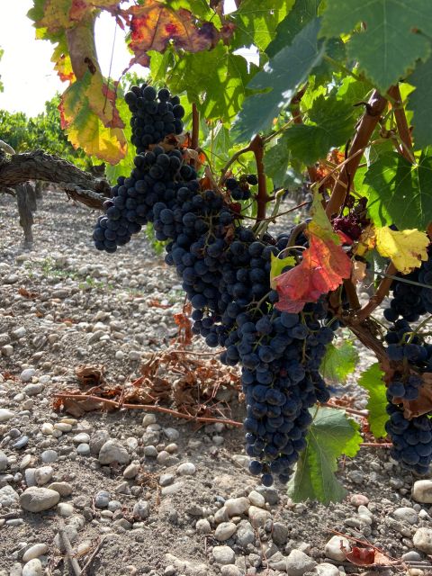 Saint Emilion Village Visiting Chateaux & Wine Tasting - Exploring the Medieval Village of Saint Emilion