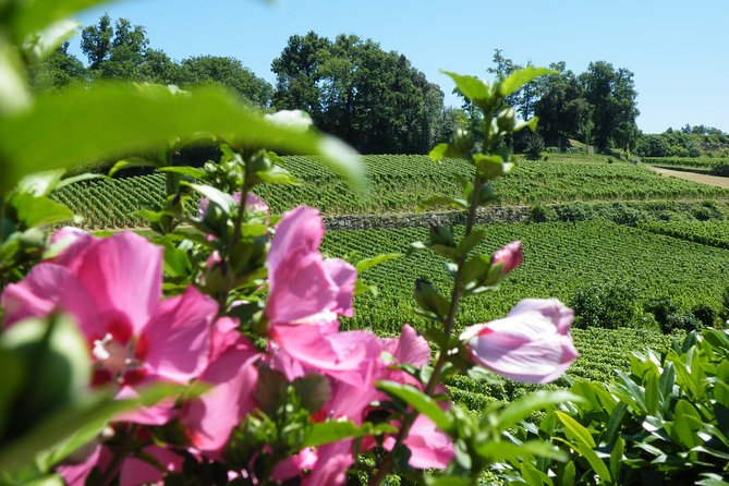 Saint Emilion Wine Tour Half Day - Meeting Point and Transportation