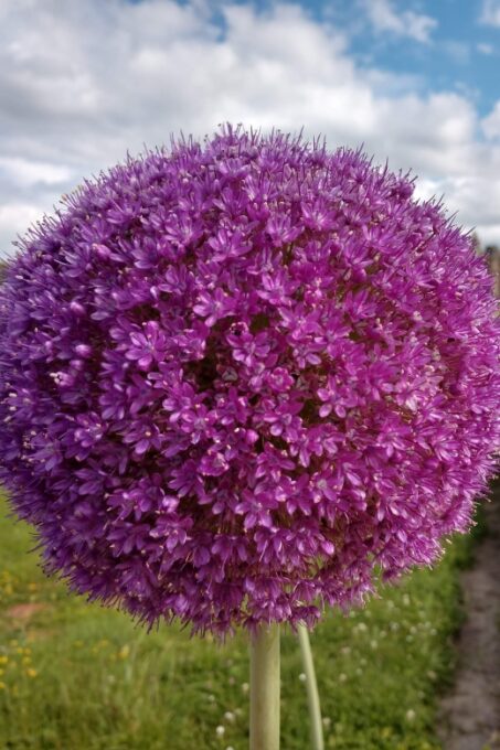 Saint-Germain-en-Laye: History, Forest, View of Paris, Picnic! - Dress and Prepare