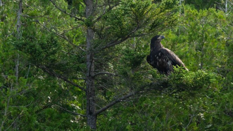 Saint John River: River Relics Kayak Tour - Experience Details