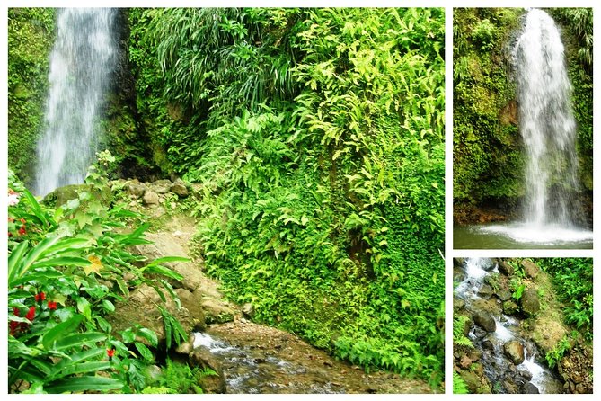 Saint Lucia: Paradise Island - Wandering Botanical Gardens