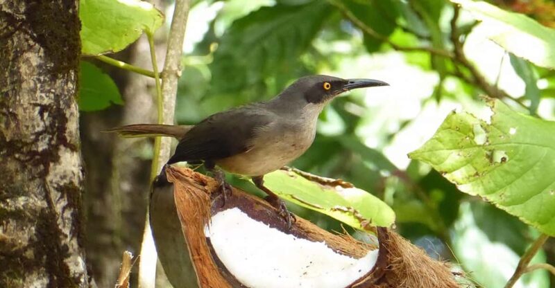 Saint Lucia W.I: Bird Watching and Nature Hike - Key Points