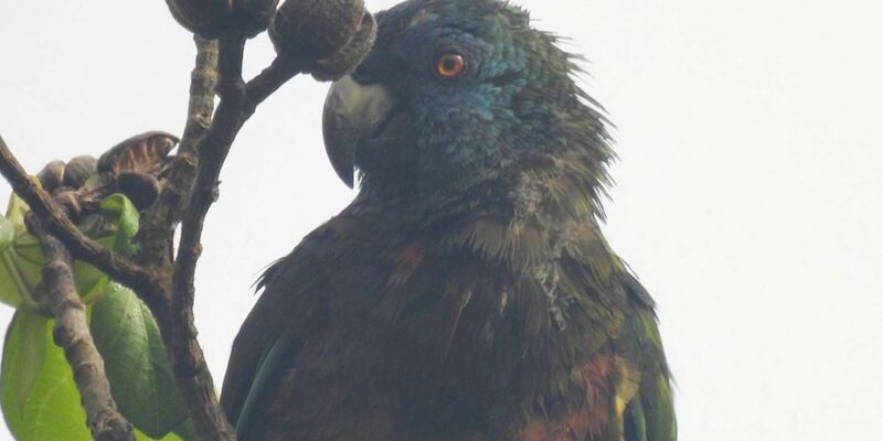 Saint Lucia W.I: Bird Watching and Nature Hike - Duration and Cost