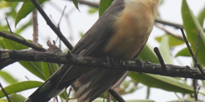 Saint Lucia W.I: Bird Watching and Nature Hike - Participant Restrictions