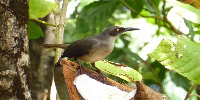 Saint Lucia W.I: Bird Watching and Nature Hike - Frequently Asked Questions