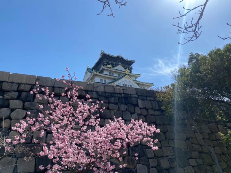 Sakura Picnic Hanami in Osaka - Spring Only - What to Expect on the Tour