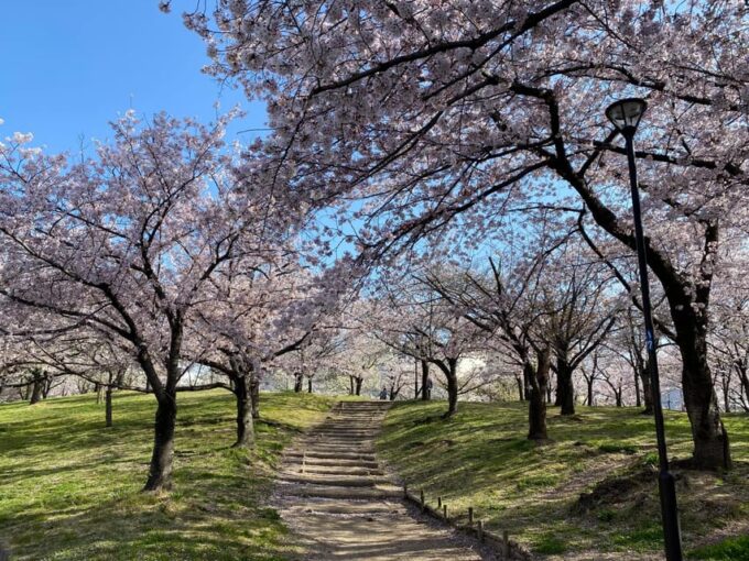 Sakura Picnic Hanami in Osaka - Spring Only - Preparation and Additional Information