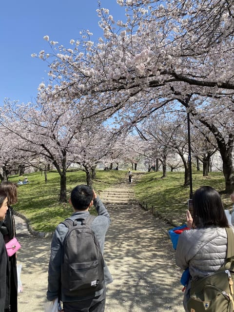 Sakura Picnic Hanami in Osaka - Spring Only - Frequently Asked Questions