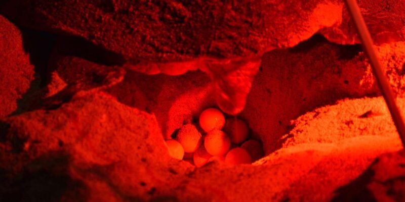 Sal Island: Night Buggy With Turtle Watching Experience - Key Points