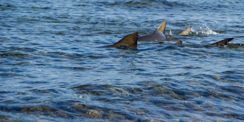 Sal Island: Private Tour to Shark Watching and Salt Lake - Inclusions and Additional Fees