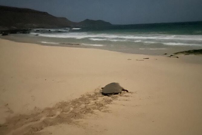Sal Island: Sea Turtle Experience From Santa Maria - Tour Details
