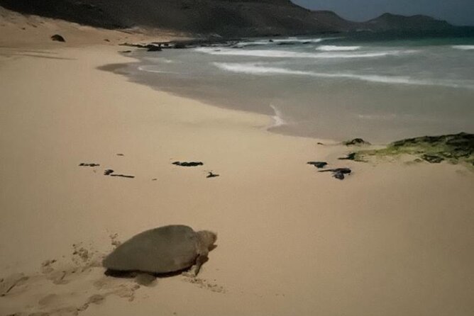Sal Island: Sea Turtle Experience From Santa Maria - Private Transportation