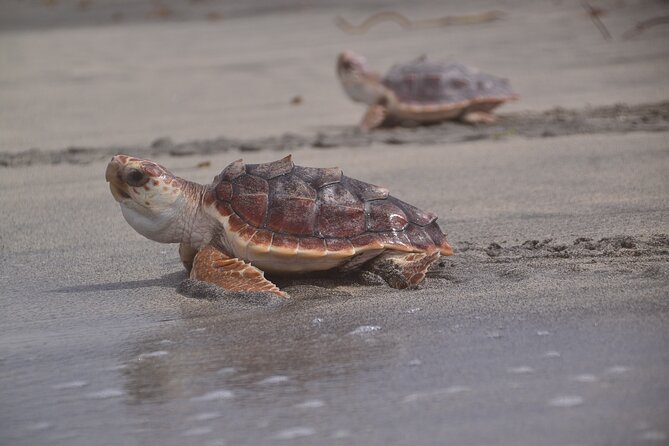 Sal Island: Sea Turtle Experience From Santa Maria - Expert Guide