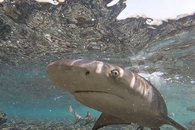 Sal Island: Secrets of Native Guide All-Inclusive Tour With Lunch - Exciting Activities