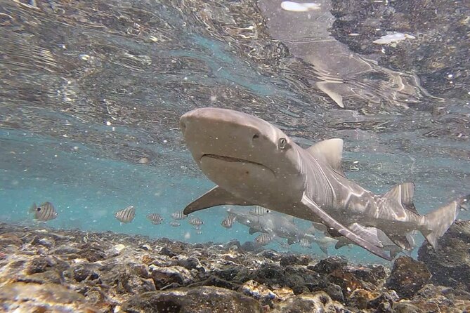 Sal Island: Shark Bay Shark Watching Experience From Santa Maria - Whats Included