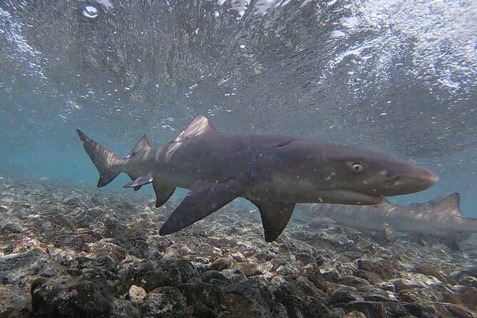 Sal Island: Shark Bay Shark Watching Experience From Santa Maria - Tour Details
