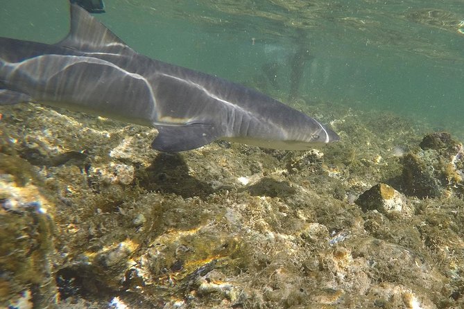 Sal Island: Shark Bay Shark Watching Experience From Santa Maria - Cancellation Policy