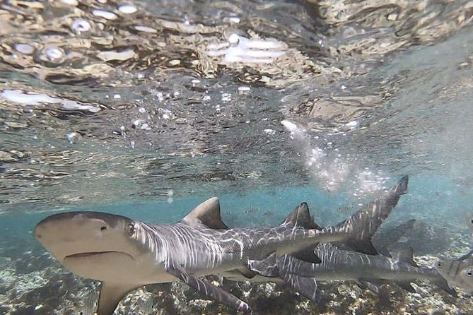 Sal Island: Shark Bay Shark Watching Experience From Santa Maria - Shark Watching Experience