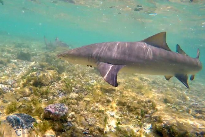 Sal Island: Shark Bay Shark Watching Experience From Santa Maria - Sal Island Highlights