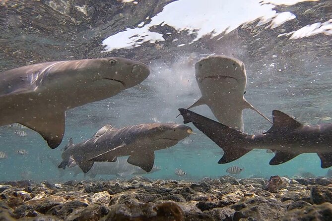 Sal Island: Shark Bay Shark Watching Experience From Santa Maria - Getting to Santa Maria