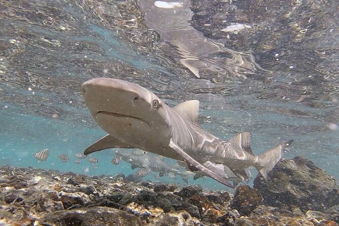 Sal Private Tour: All Inclusive Salt Lake, Blue Eye and Shark Bay - Meeting and Pickup
