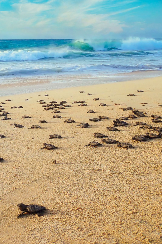 Sal Rei: Guided Turtle Watching - Key Points
