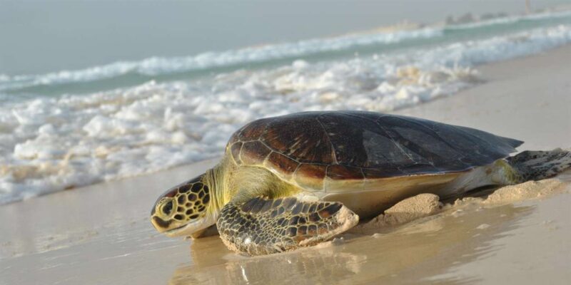 Sal Rei: Guided Turtle Watching - Duration and Pricing