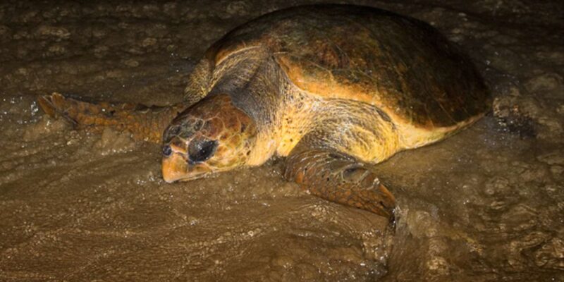Sal Rei: Guided Turtle Watching - Group Size and Languages