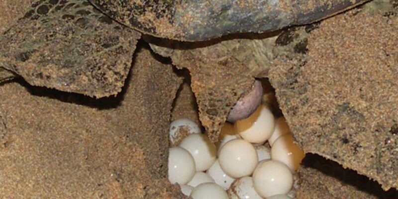 Sal Rei: Guided Turtle Watching - Why Visit Sal Rei