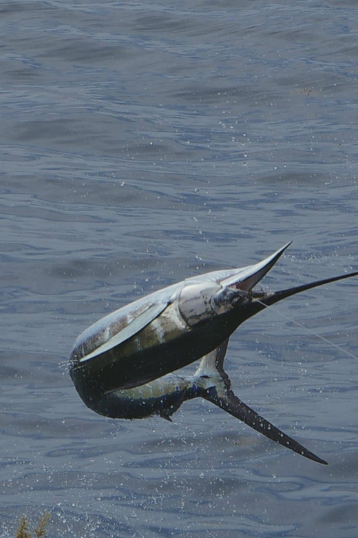 Sal: Sportfishing Half Day 4 Hours - Key Points