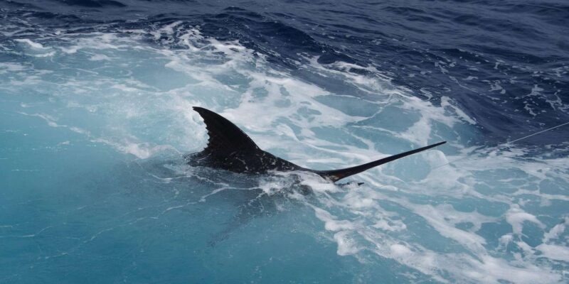 Sal: Sportfishing Half Day 4 Hours - Important Notes