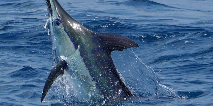 Sal: Sportfishing Half Day 4 Hours - Fishing Techniques