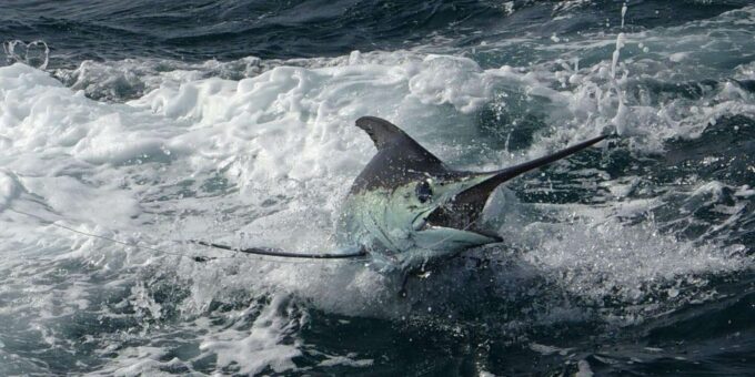 Sal: Sportfishing Half Day 4 Hours - Targeted Fish Species