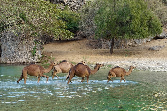 Salalah City and East Tour Combo (Darbat Falls, Razat Spring) - Tour Overview
