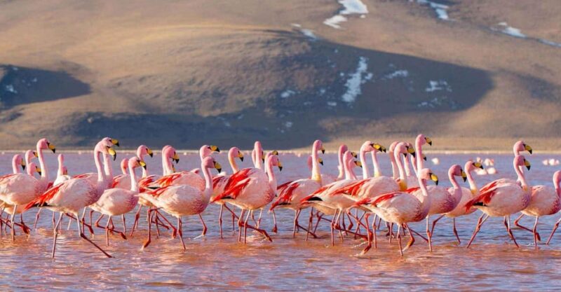 Salar De Uyuni _ Full Day _ English Speaking Guide - Key Points