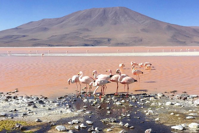 Salar De Uyuni With Lodging - 2 Full Days - With Minor Lagoons - Salar De Uyuni and Isla Incahuasi