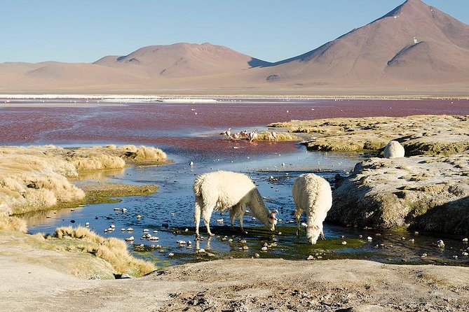 Salar De Uyuni With Lodging - 2 Full Days - With Minor Lagoons - Volcan Ollague and Lagoons