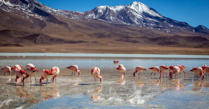 Salar Uyuni Route Lagoons Guide Spanish 2D 1n. Private Tour! - Key Points