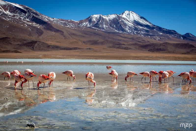 Salar Uyuni Route Lagoons Guide Spanish 2D 1n. Private Tour! - Itinerary - Day 1