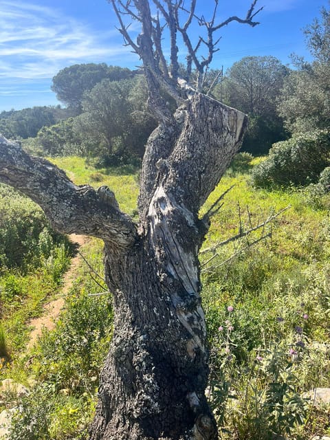 Salema: Sensorial Journey - Exploring Old Castles