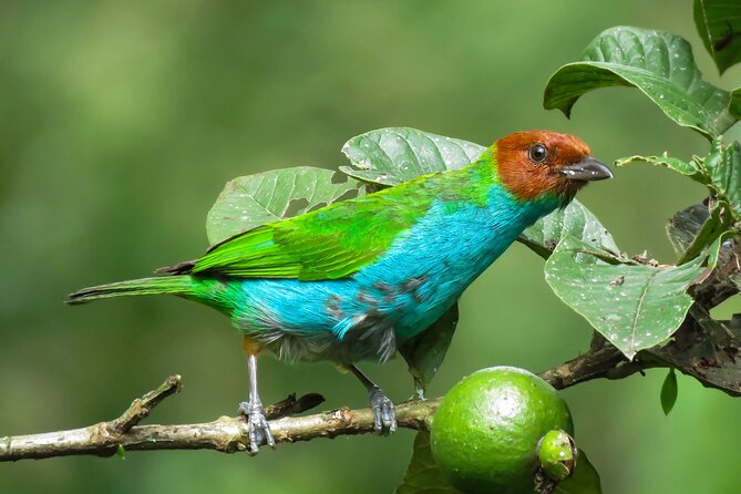 Salento: Birding Along the Torrent River - Key Points