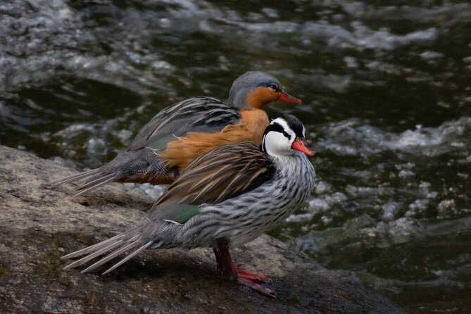 Salento: Birding Along the Torrent River - Recap