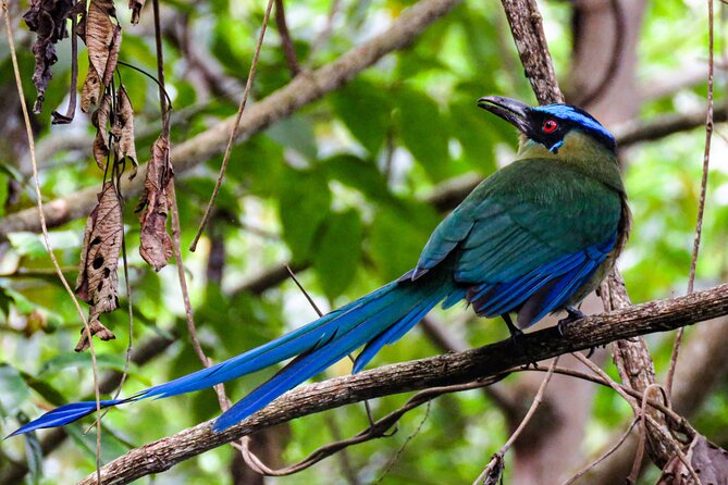 Salento: Birding Route of the Raptors - Birding Highlights of the Tour