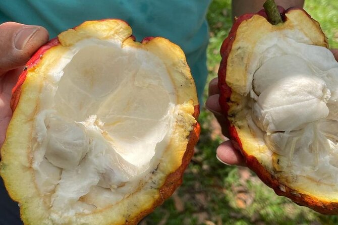 Salento, Cocora and Cacao (Chocolate) Tour From Pereira/Armenia - Recap