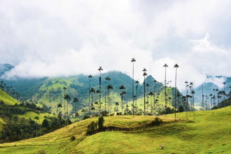 Salento, Cocora and Filandia Tour From Pereira or Armenia - Customer Feedback
