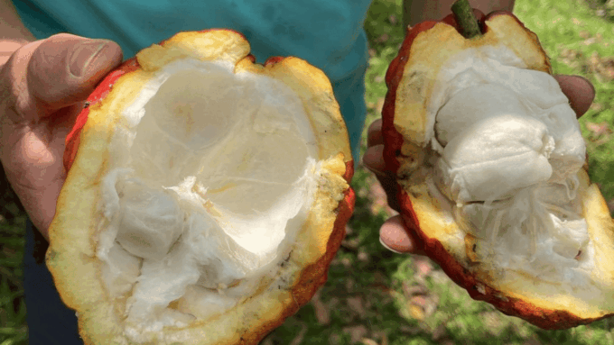 Salento, Cocora Valley & Cocoa Tour From Pereira or Armenia - What to Bring